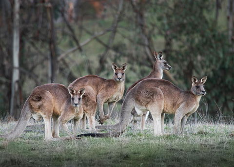 Pound Creek Gallery - Sydney 4u 25