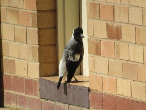 Allonville Gardens Motel - Accommodation Sydney 34