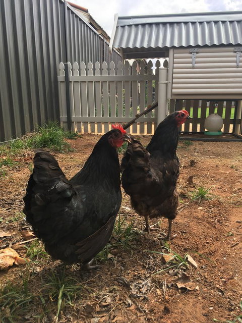 Thelma's Temora - Accommodation Sydney 13