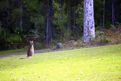 Jackson Ranch By Bannisters - Sydney Resort 31