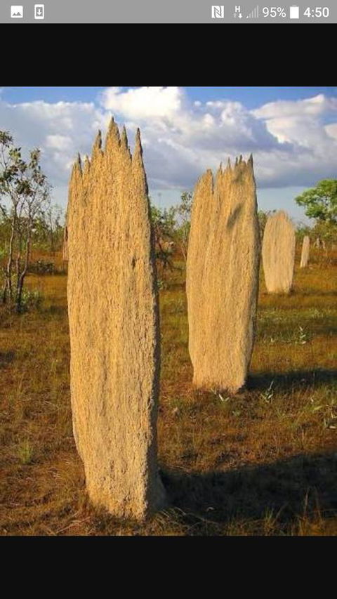 'Tropical Oasis - Darwin NT - Sydney 4u 33