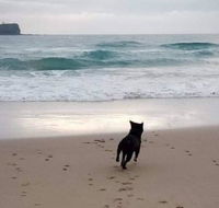 Breakers at Mudjimba Beach - Sydney 4u