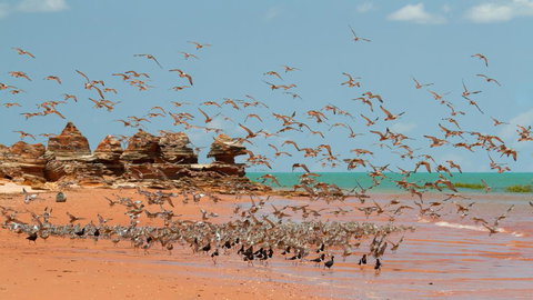 Broome Bird Observatory - Sydney Resort 1