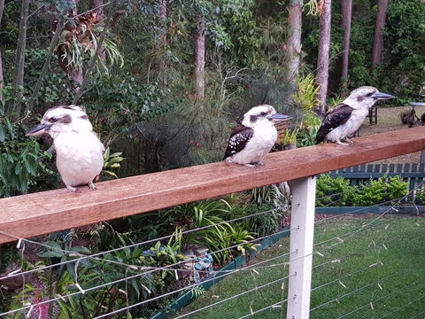 Buderim Forest Hideaway - Sydney 4u 1