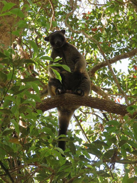 Bushland Cottages And Lodge - Sydney 4u 3