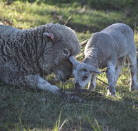 Clandulla Cottages  Farmstay - Accommodation Sydney
