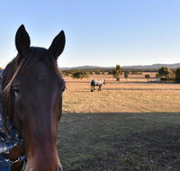 Clydesdale Cottage on Talga with real Clydesdale Horses - Accommodation Sydney