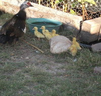 Corella Creek Country Farm Stay - Accommodation Sydney