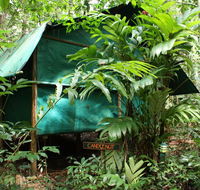 Daintree Crocodylus - Sydney 4u