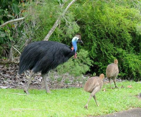 Daintree Rainforest Bungalows - Sydney 4u 3