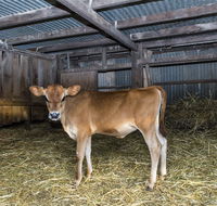 Dairyman's Cottage - Sydney 4u