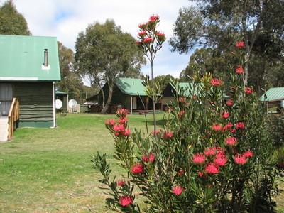 Derwent Bridge Chalets & Studios - Sydney 4u 1