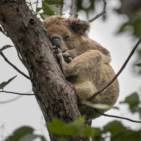 Diamond Waters Caravan Park - Accommodation Sydney 3