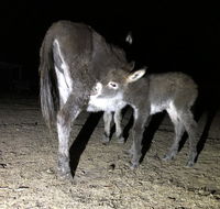 Donkey Tales Farm Cottages - Sydney 4u