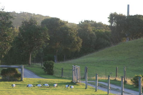 Driftwood Villas - Sydney 4u 1