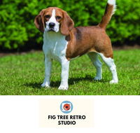 Fig Tree Retro Studio - Sydney 4u