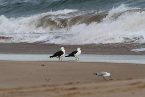 GALWAY COTTAGE - Sydney 4u 1