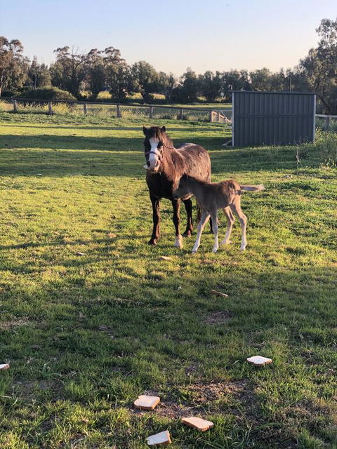 Gibbagunyah Manor - Accommodation Sydney 1