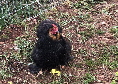 Gibbagunyah Manor - Accommodation Sydney 2