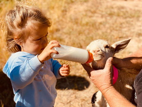 Glenview Alpaca Farm - Sydney 4u 1