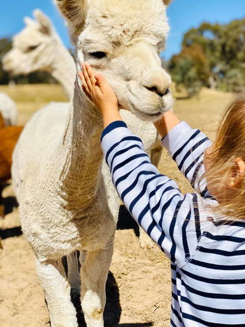 Glenview Alpaca Farm - Sydney 4u 3