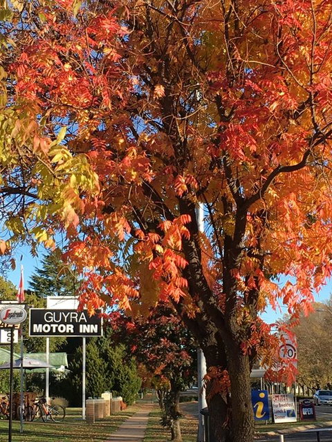 Guyra Motor Inn - Sydney Resort 3