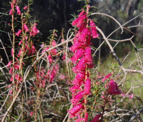 Hawksview At Mafeking - Accommodation Sydney 2