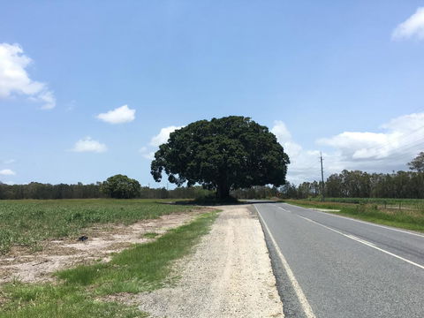 Jacobbs Well - Accommodation Sydney 1