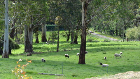 JAN'S ART STUDIO AT ASHBY RISE - Accommodation Sydney 0