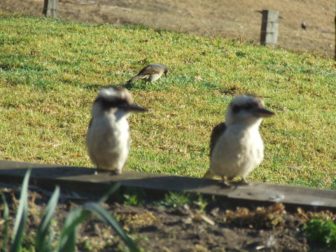 Kiah Country Gardens B&B - Accommodation Sydney 3