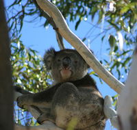 Levi Park Caravan Park - Accommodation Sydney