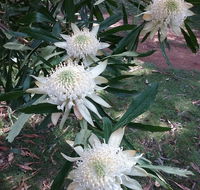 Lyrebird Gully Retreat - Sydney 4u