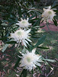 Book Hallston Accommodation Vacations Accommodation Sydney Accommodation Sydney