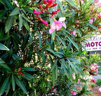 Mercury motor inn - Sydney 4u