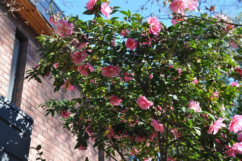 Mountain Gate Villa - Sydney Resort 1