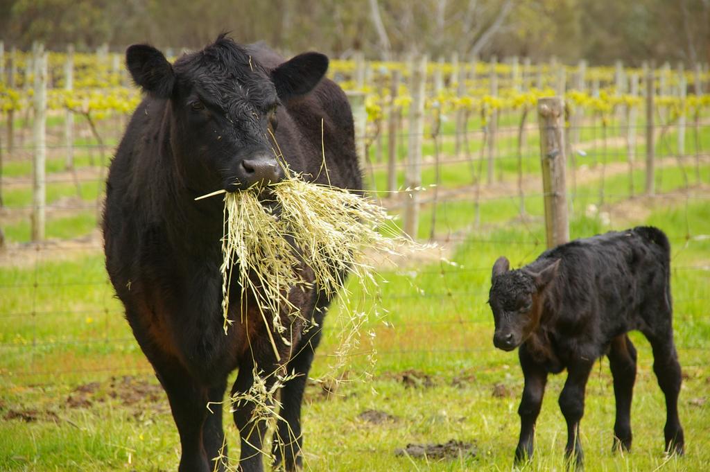 Flaxman Valley SA Sydney Resort