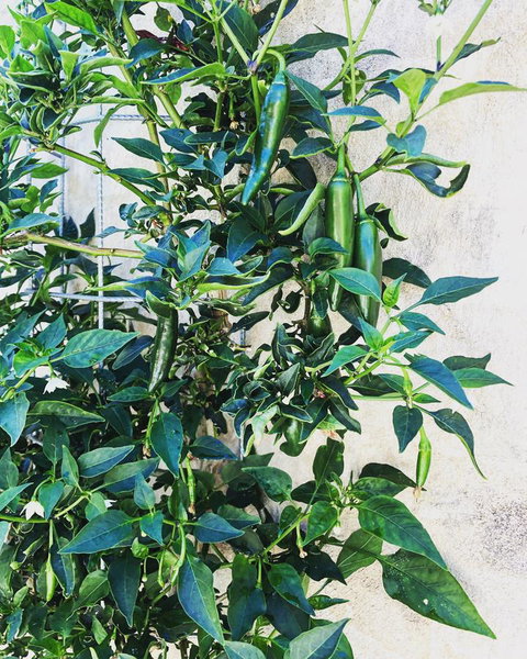 BeachHideaway@Scarborough - Accommodation Sydney 9