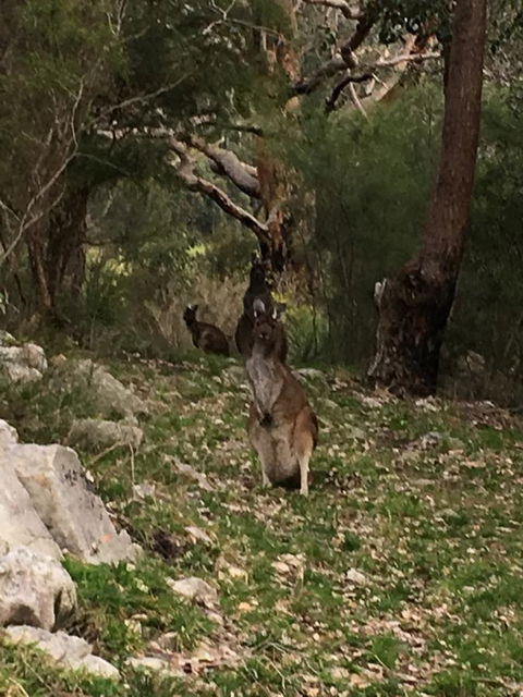Kangaroo Valley Cottage - Sydney 4u 17