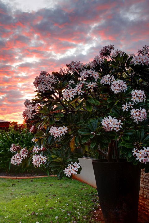 Mantra Frangipani Broome - Sydney 4u 35