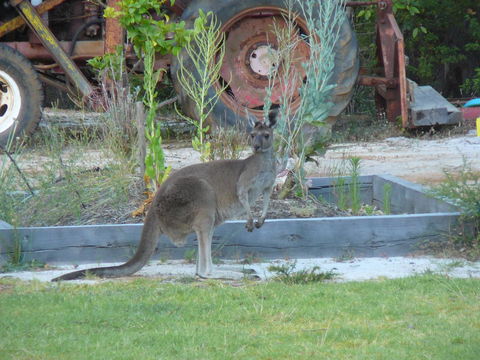Nannup Bush Retreat - Sydney 4u 38