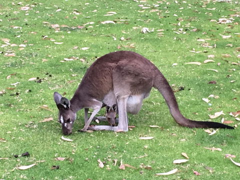 Tegwan's Nest Holiday Home - Sydney 4u 1