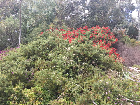 Tegwan's Nest Holiday Home - Sydney 4u 42