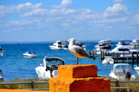 Palms Bed & Breakfast - Sydney 4u 25