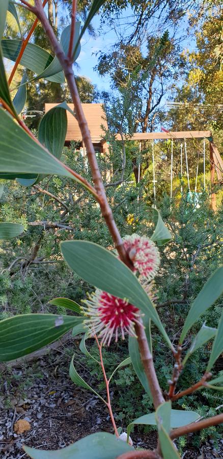 Di's Cabin In Dwellingup - Sydney 4u 4
