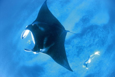 Sal Salis Ningaloo Reef - Sydney 4u 28