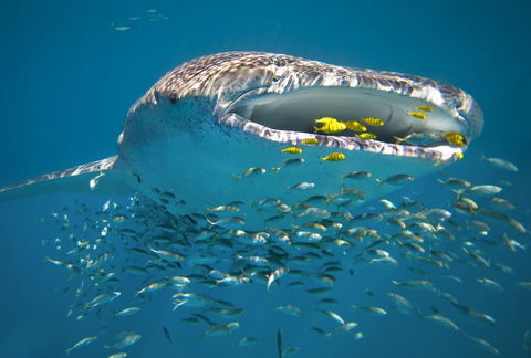 Sal Salis Ningaloo Reef - Sydney 4u 20