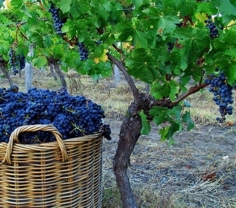 Sienna Lodge - Accommodation Sydney 17