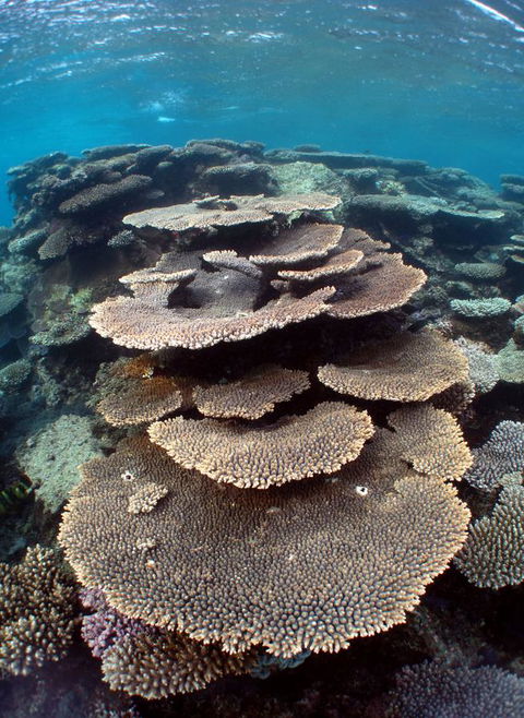 Ningaloo Coral Bay â€“ Bayview - Sydney 4u 6