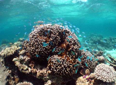 Ningaloo Coral Bay â€“ Bayview - Sydney 4u 2