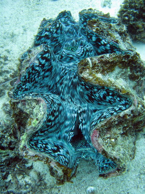 Ningaloo Coral Bay â€“ Bayview - Sydney 4u 5